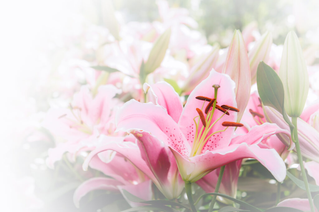 flowers lilly in the garden vintage style flowers background